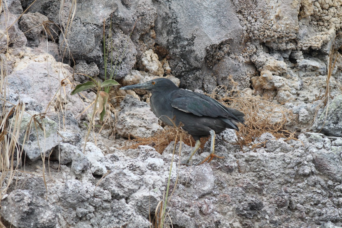 Striated Heron (Galapagos) - ML74464011