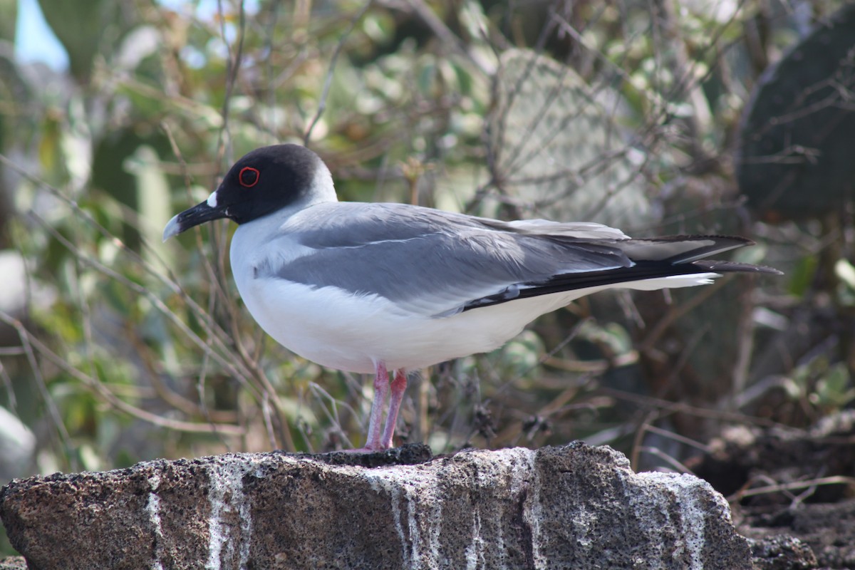 Swallow-tailed Gull - ML74464531