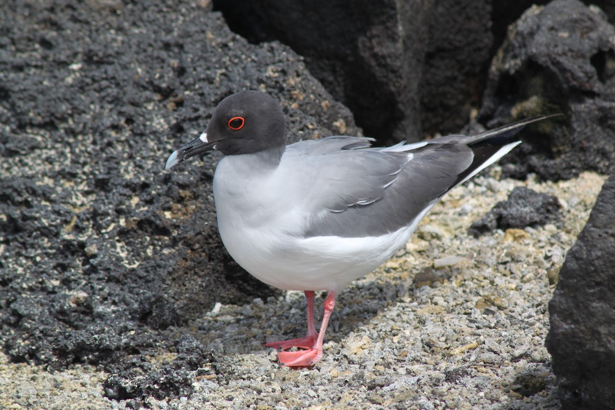 Swallow-tailed Gull - John Drummond