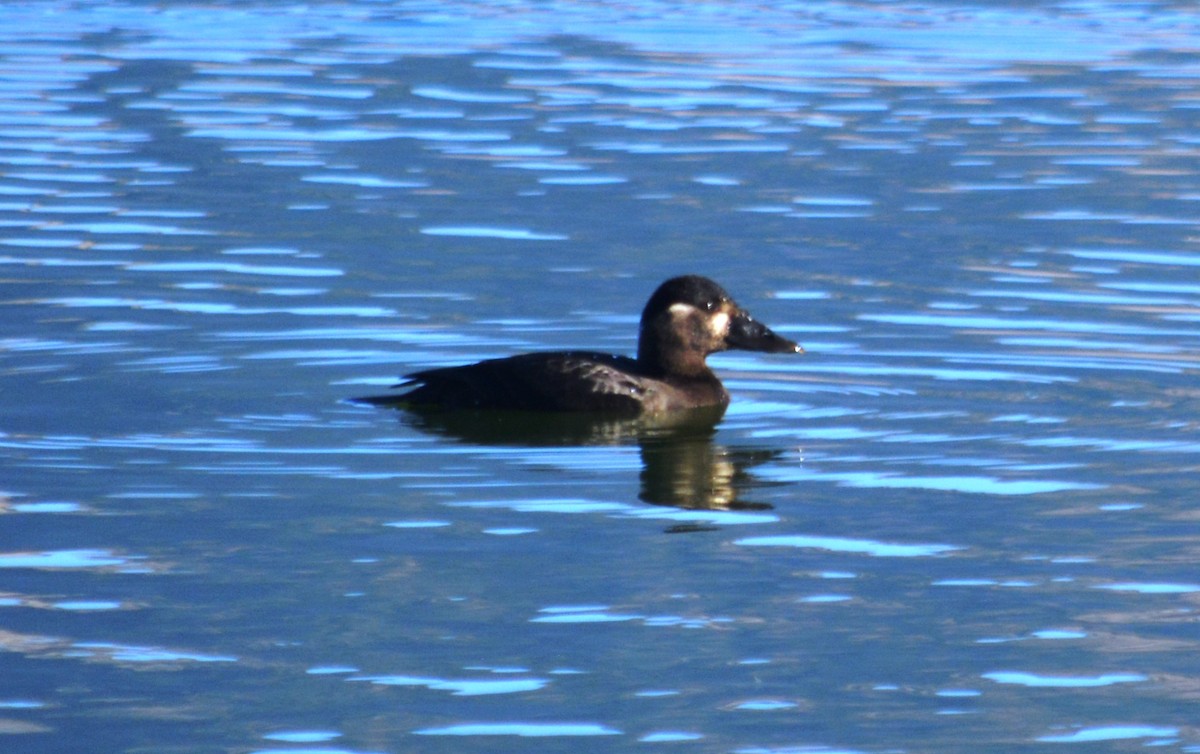 Surf Scoter - Mary Dufrain