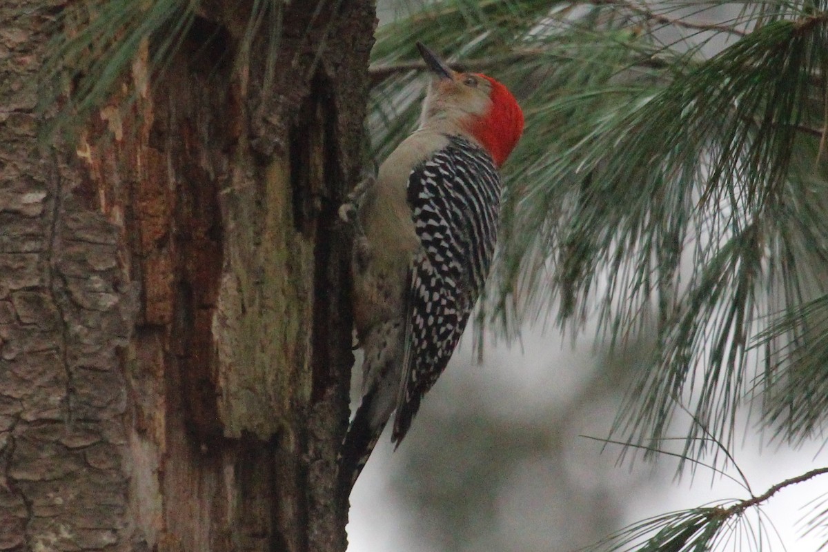 Red-bellied Woodpecker - ML74465111