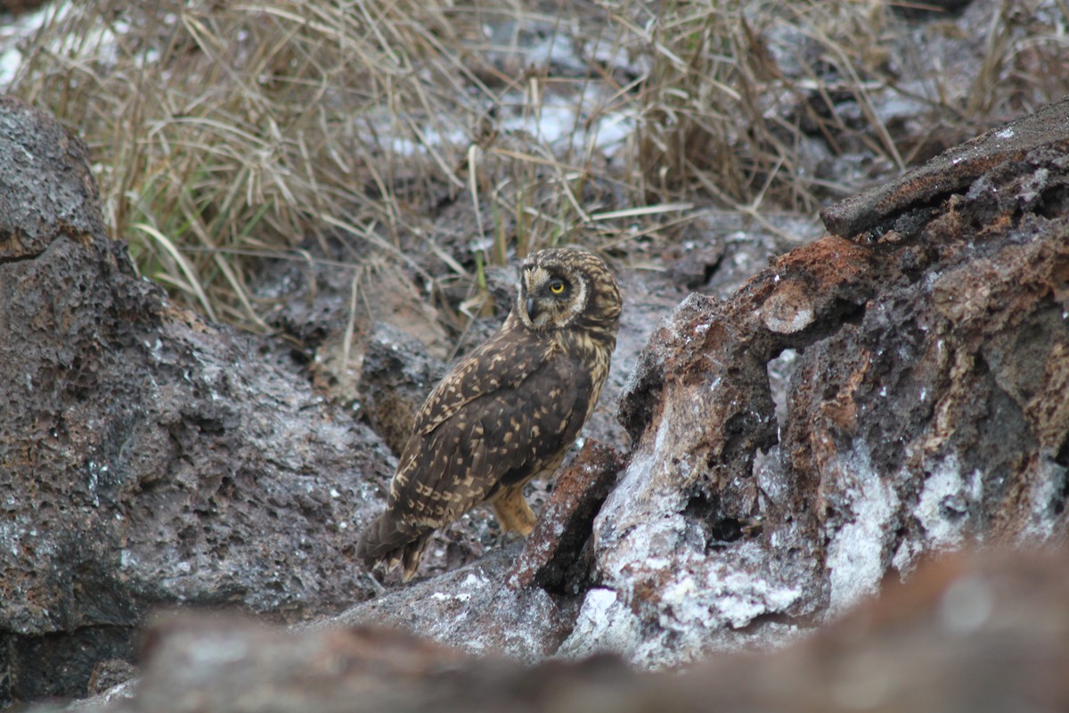 Short-eared Owl (Galapagos) - ML74465811