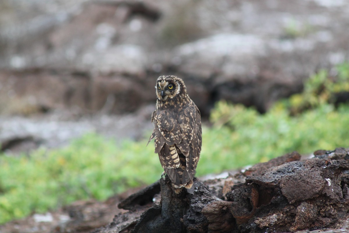 Short-eared Owl (Galapagos) - ML74466001