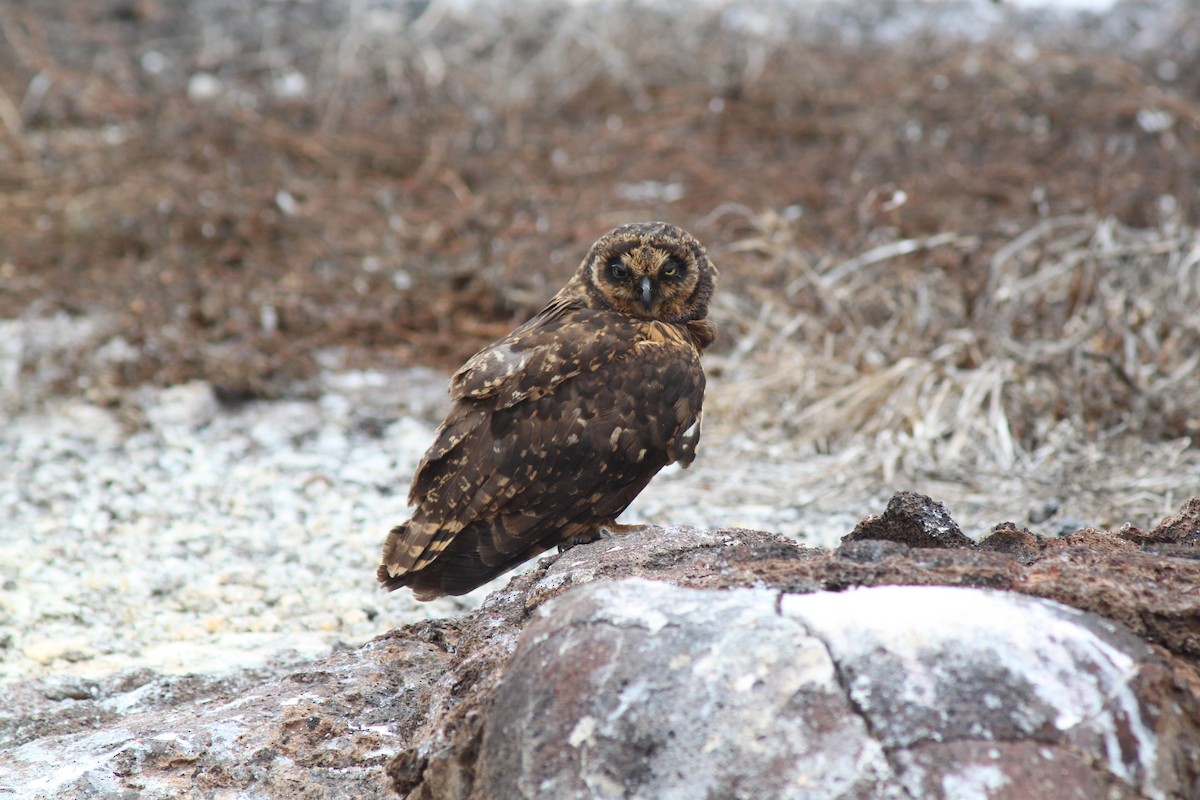Short-eared Owl (Galapagos) - ML74466181