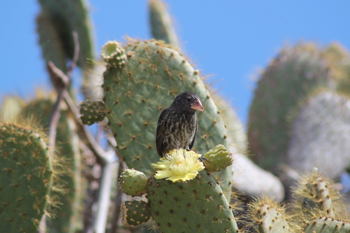 Genovesa Cactus-Finch - ML74467851
