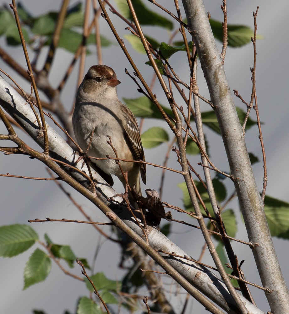 White-crowned Sparrow - ML74468901