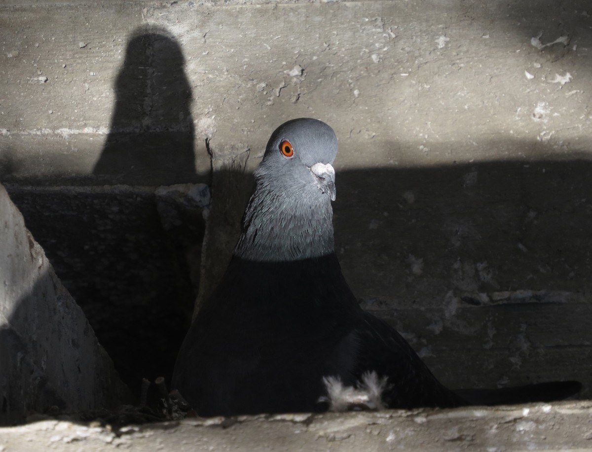 Rock Pigeon (Feral Pigeon) - Amy Lawes