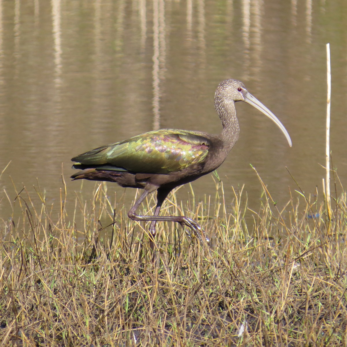 White-faced Ibis - Kathryn Young