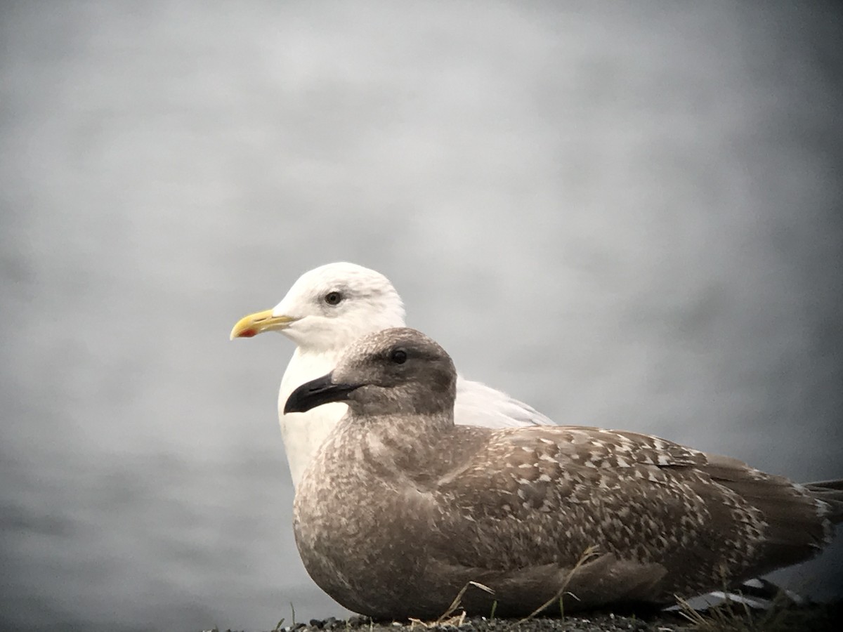 Iceland Gull (Thayer's) - ML74470821