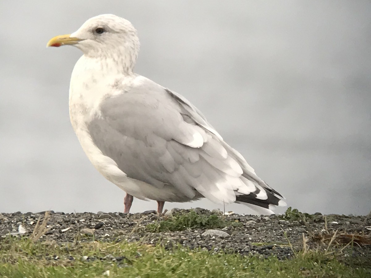 Iceland Gull (Thayer's) - ML74470831