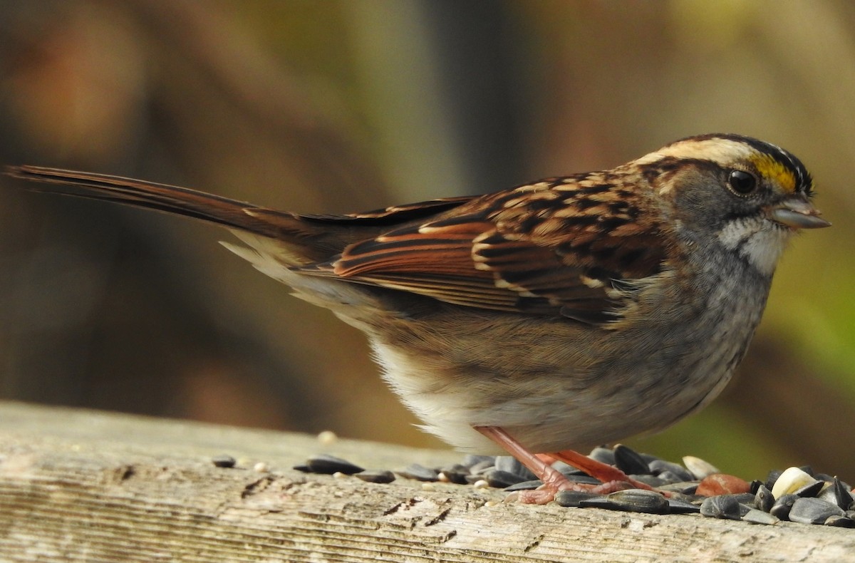 White-throated Sparrow - Bonnie Kinder