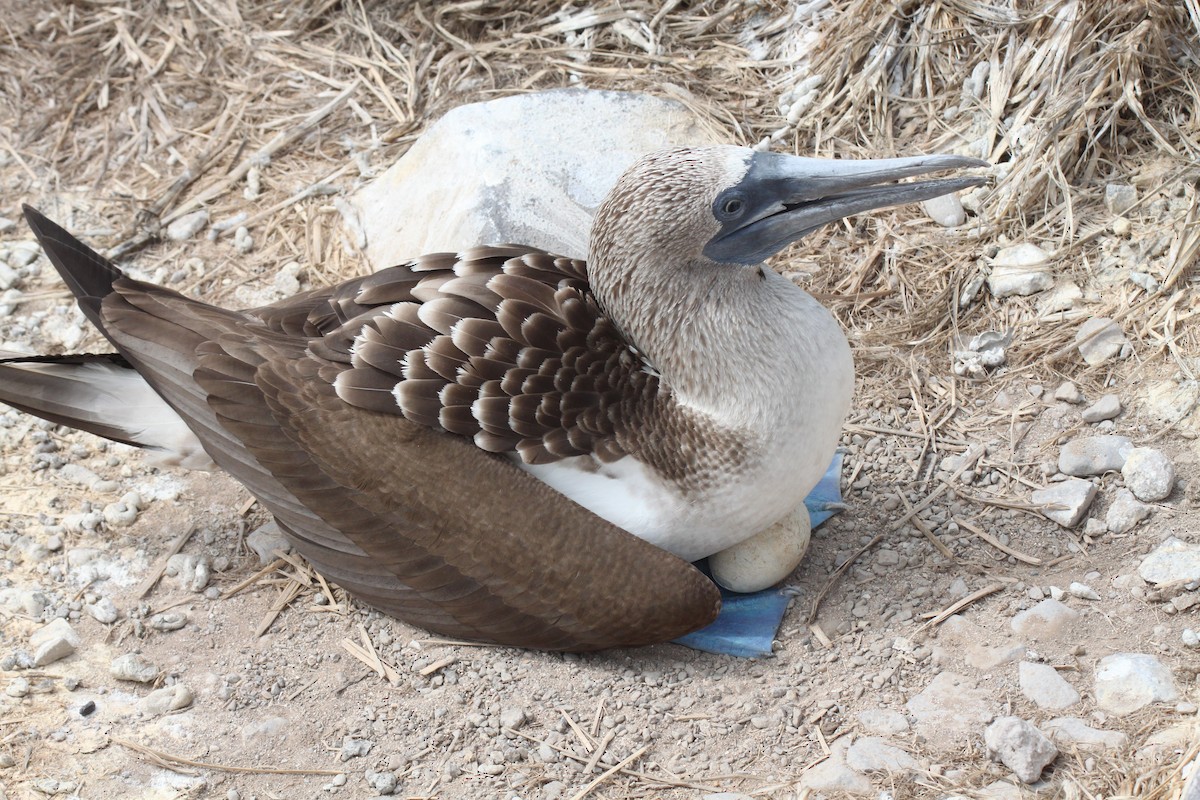 Blue-footed Booby - ML74490051