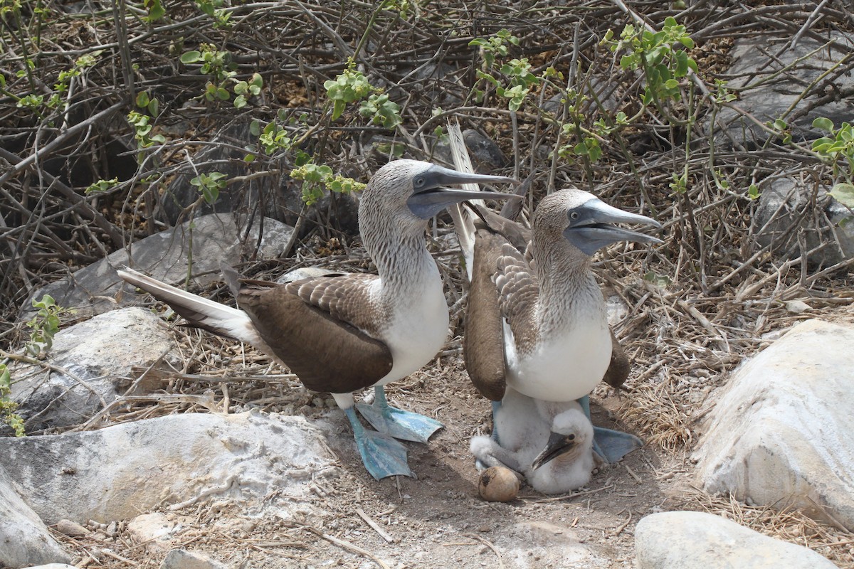Blue-footed Booby - ML74490591