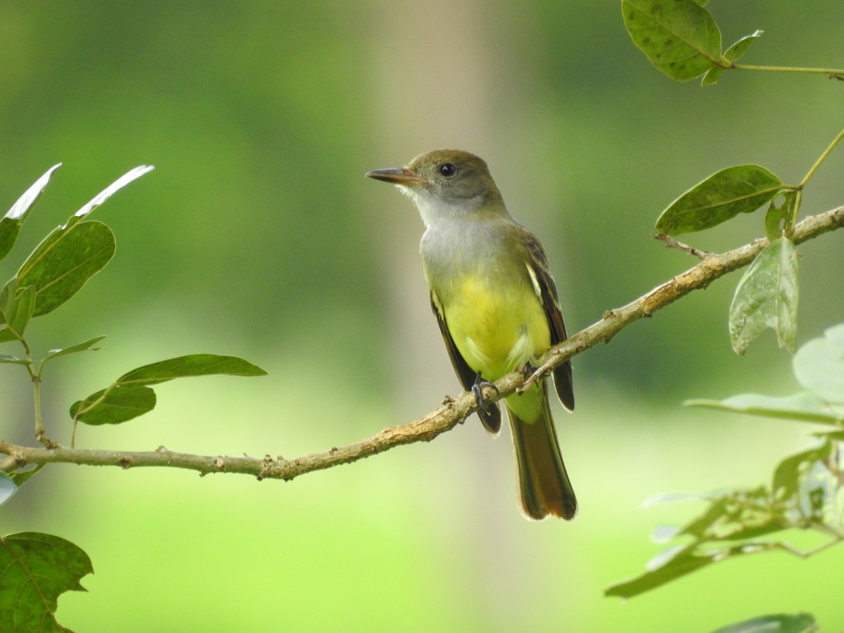 Great Crested Flycatcher - ML74492511
