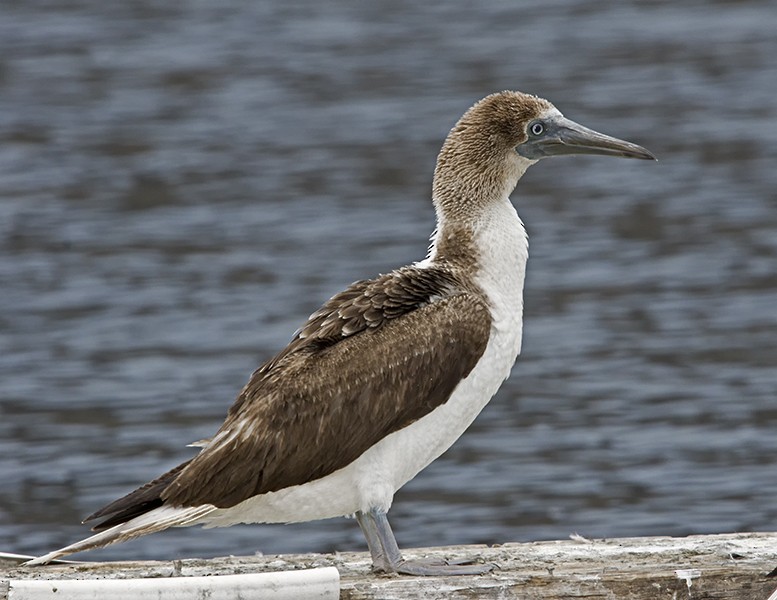 Blue-footed Booby - Dave Furseth