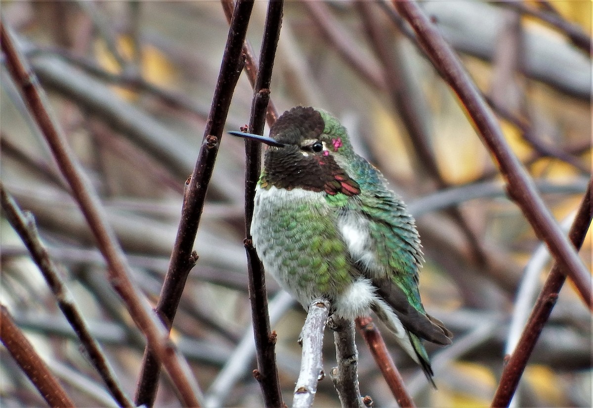 Anna's Hummingbird - Jordan Ragsdale