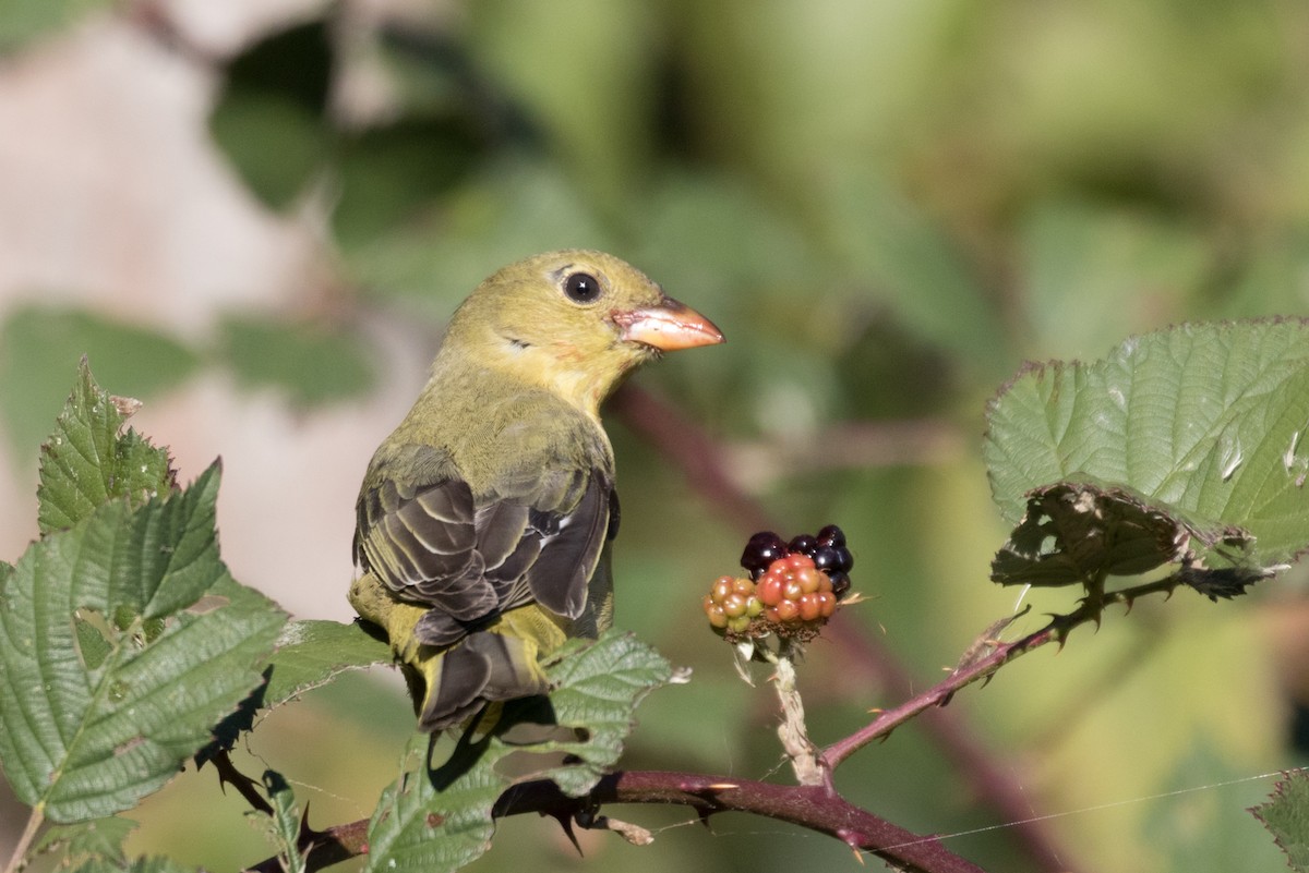 Scarlet Tanager - ML74498441