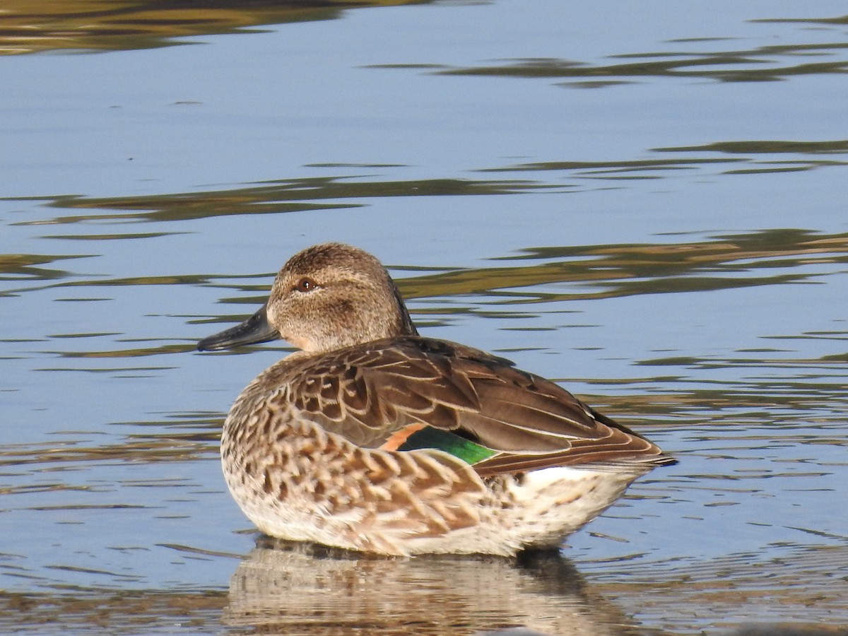 Green-winged Teal - ML74498571