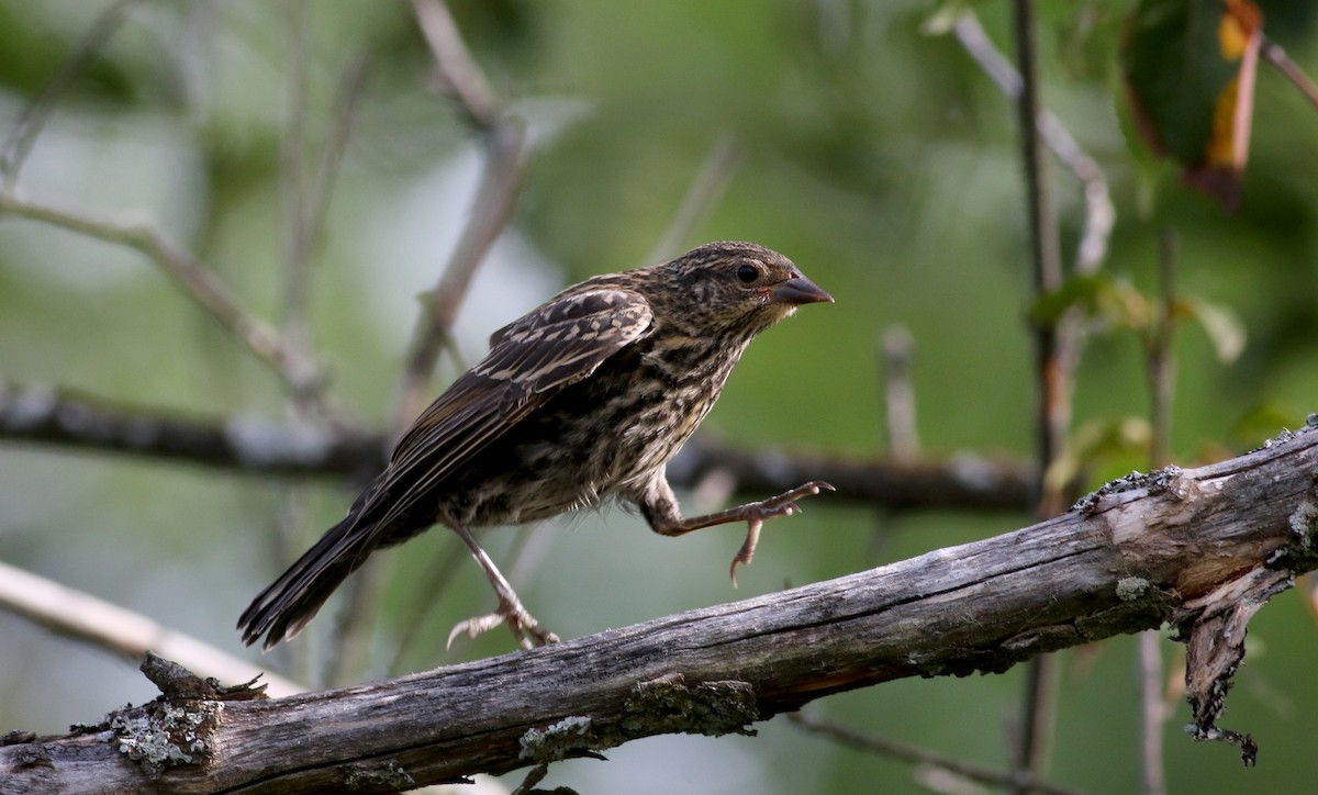 Red-winged Blackbird (Red-winged) - ML74498691