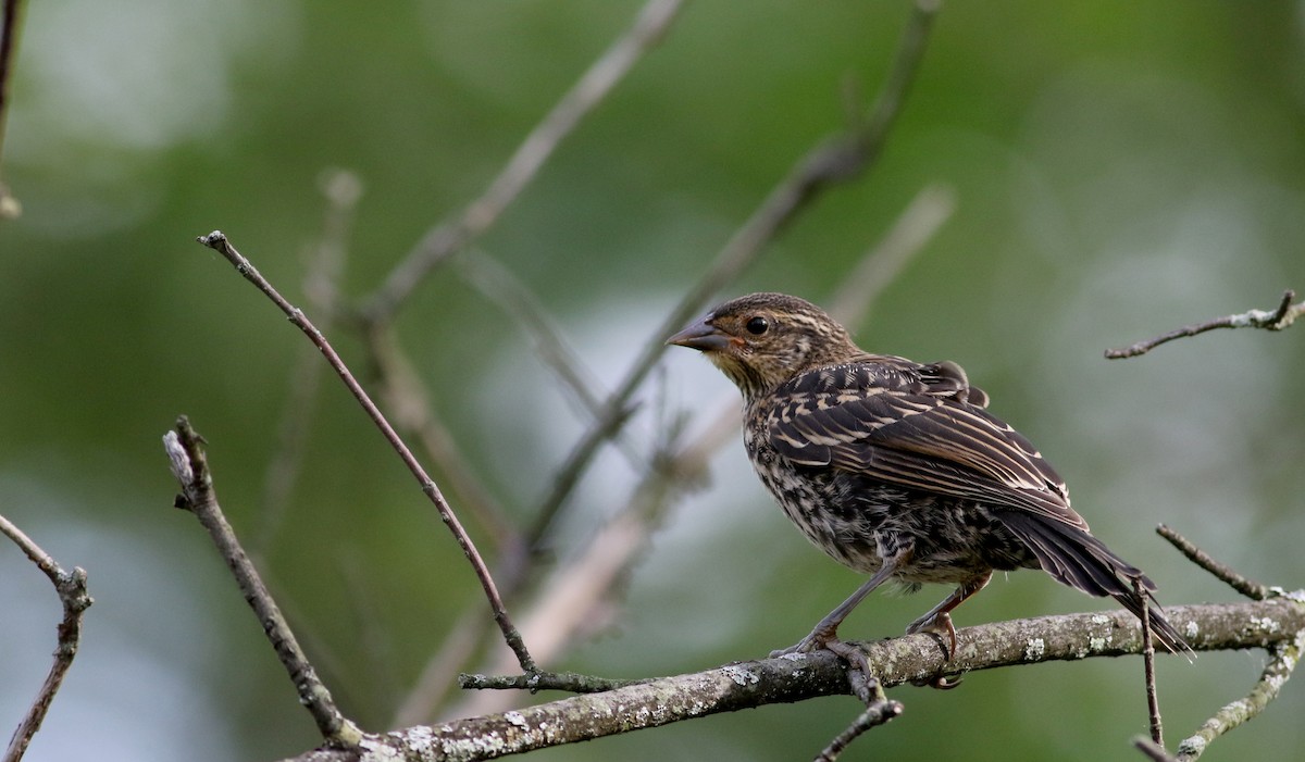 Red-winged Blackbird (Red-winged) - ML74498711