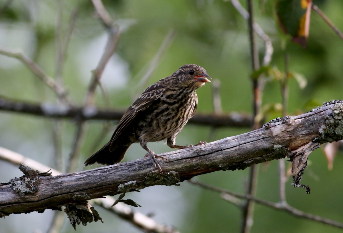 Red-winged Blackbird (Red-winged) - ML74498771