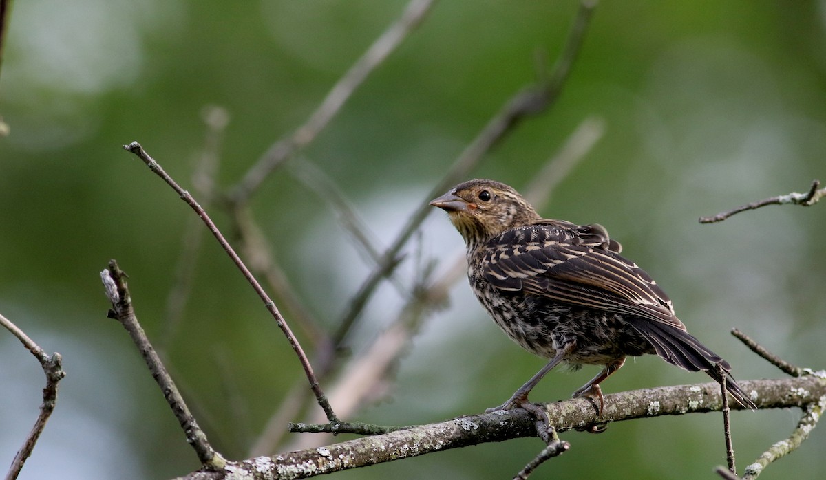 Red-winged Blackbird (Red-winged) - ML74498811