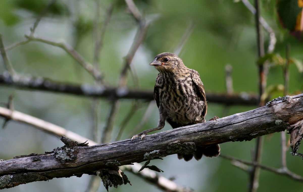 Red-winged Blackbird (Red-winged) - ML74498831