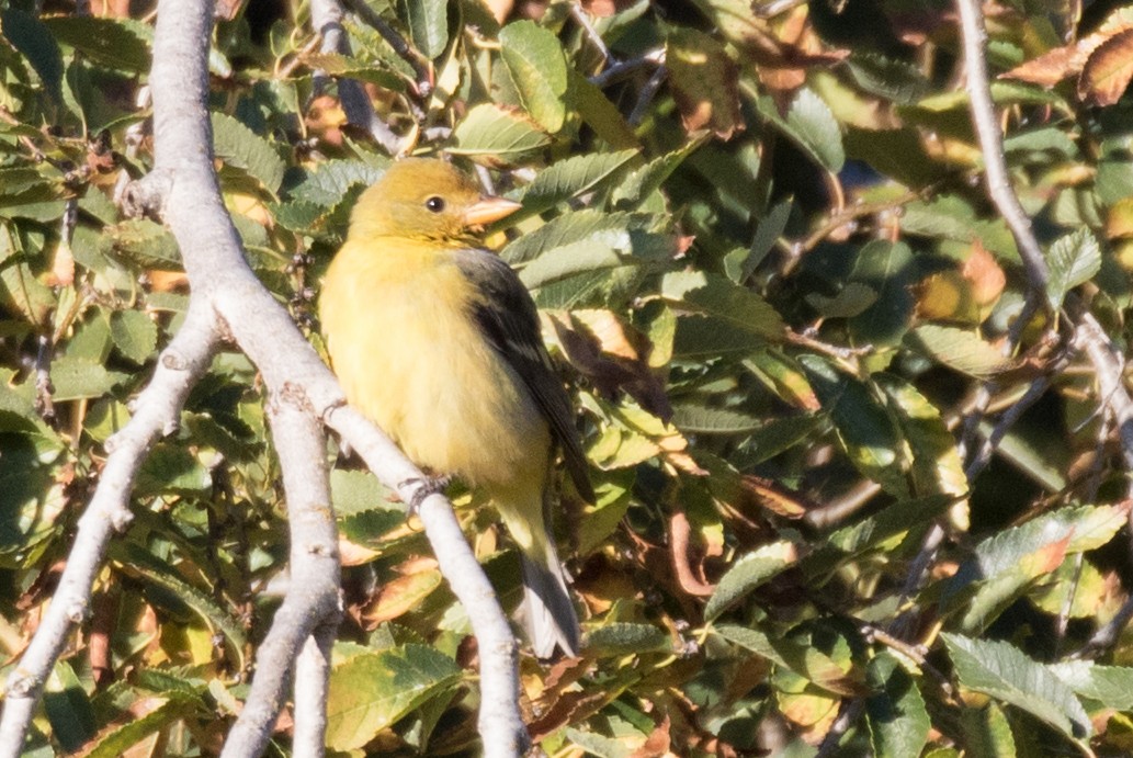 Western Tanager - ML74499131