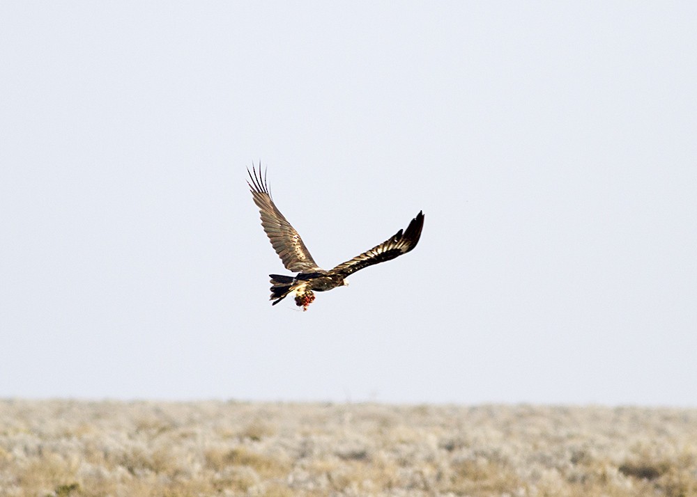 Wedge-tailed Eagle - ML74503231