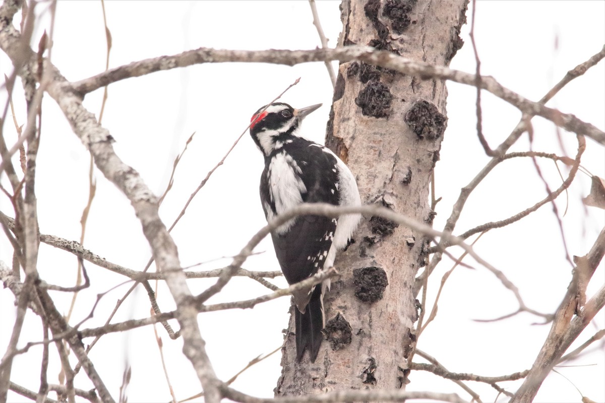 Hairy Woodpecker - ML74504731