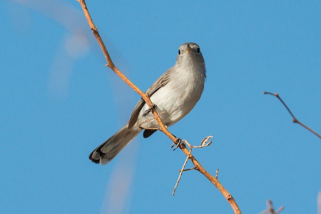 Blue-gray Gnatcatcher In A Fragrant Sumac Bush – Feathered Photography