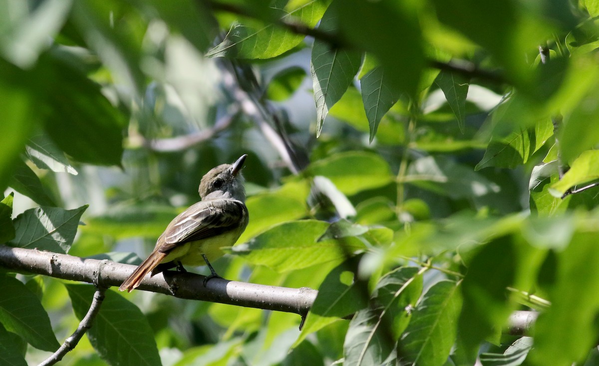 Great Crested Flycatcher - ML74509721