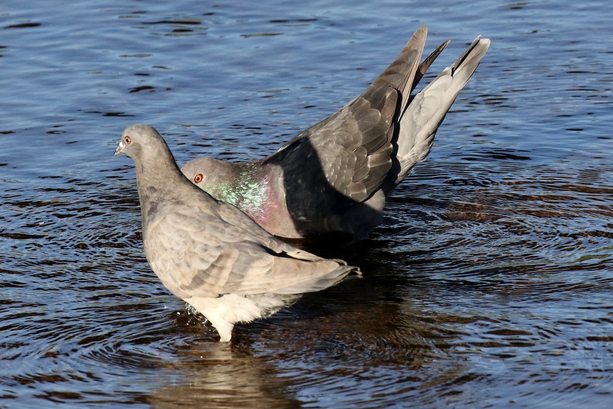 Rock Pigeon (Feral Pigeon) - ML74514161