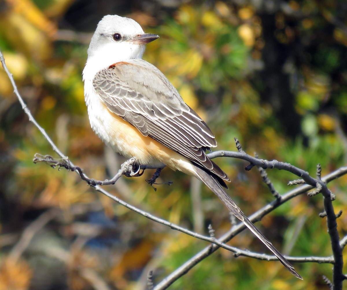 Scissor-tailed Flycatcher - karen bonnell