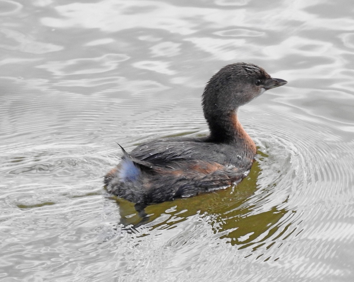 Pied-billed Grebe - Lauri Taylor