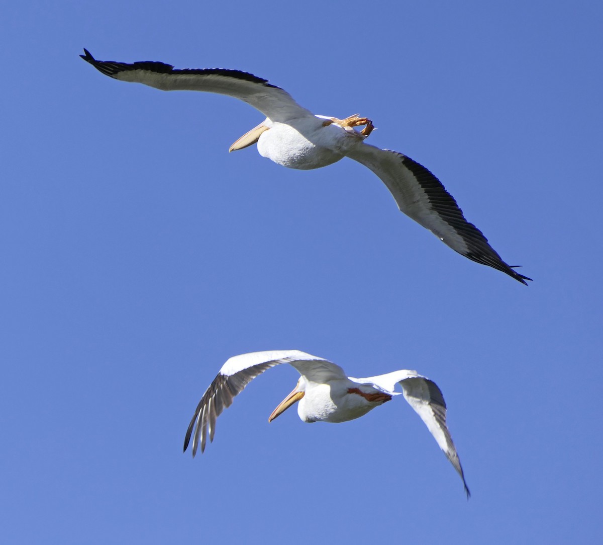 American White Pelican - lynda fenneman
