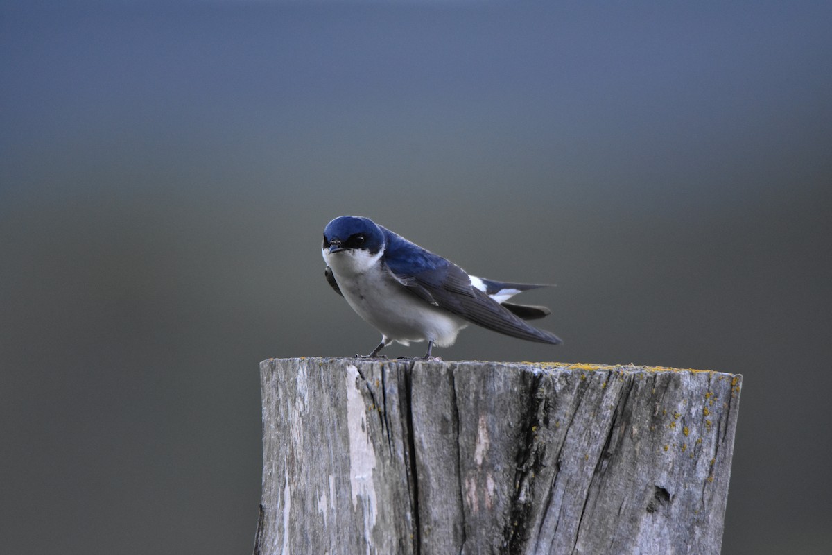Chilean Swallow - Hederd Torres García