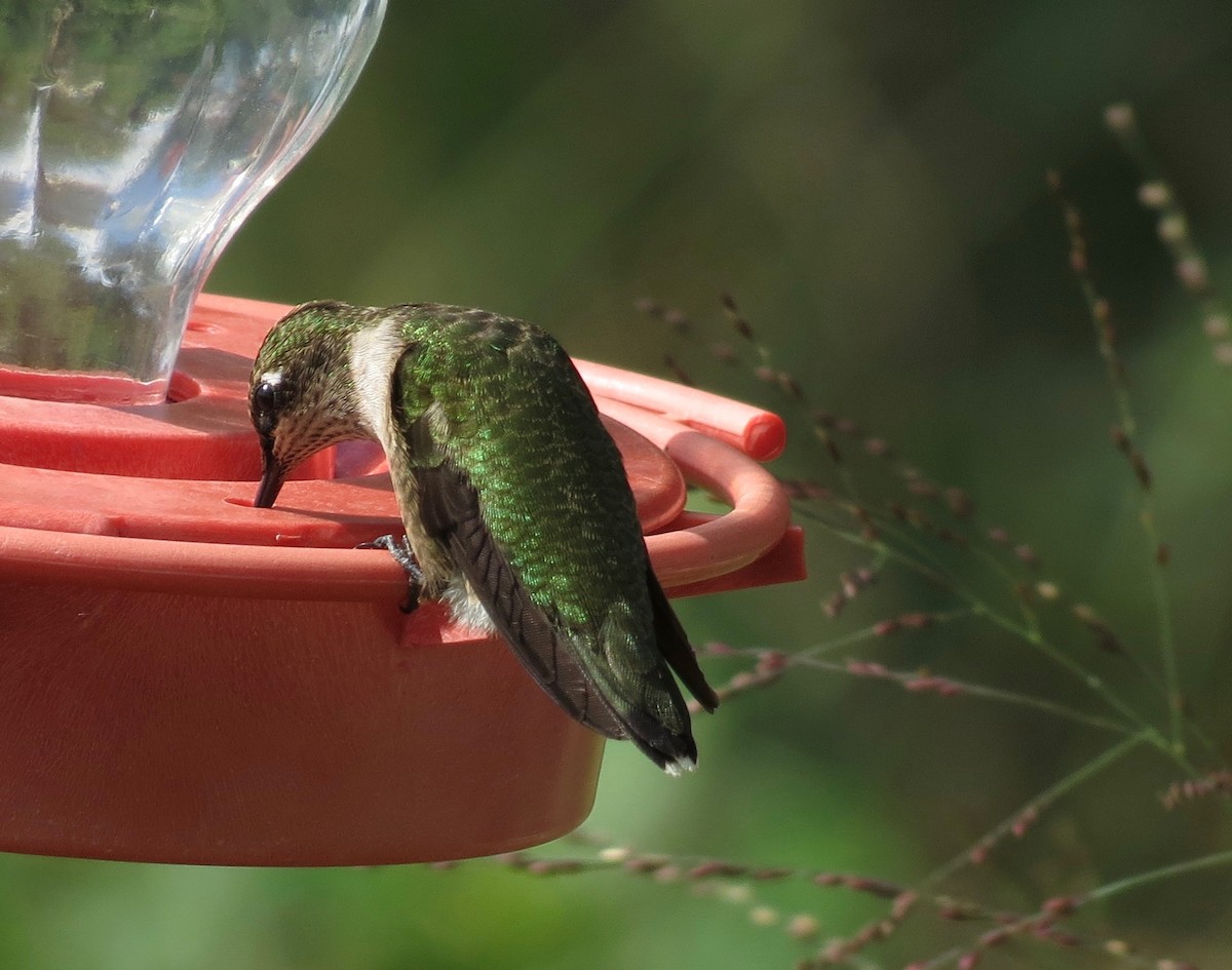 Ruby-throated Hummingbird - Vicki Dern