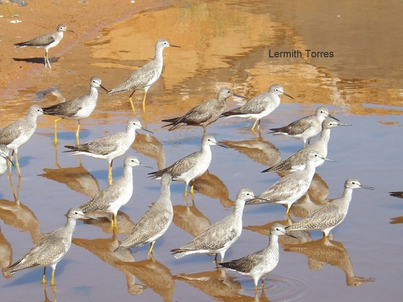 Lesser Yellowlegs - Lermith Torres