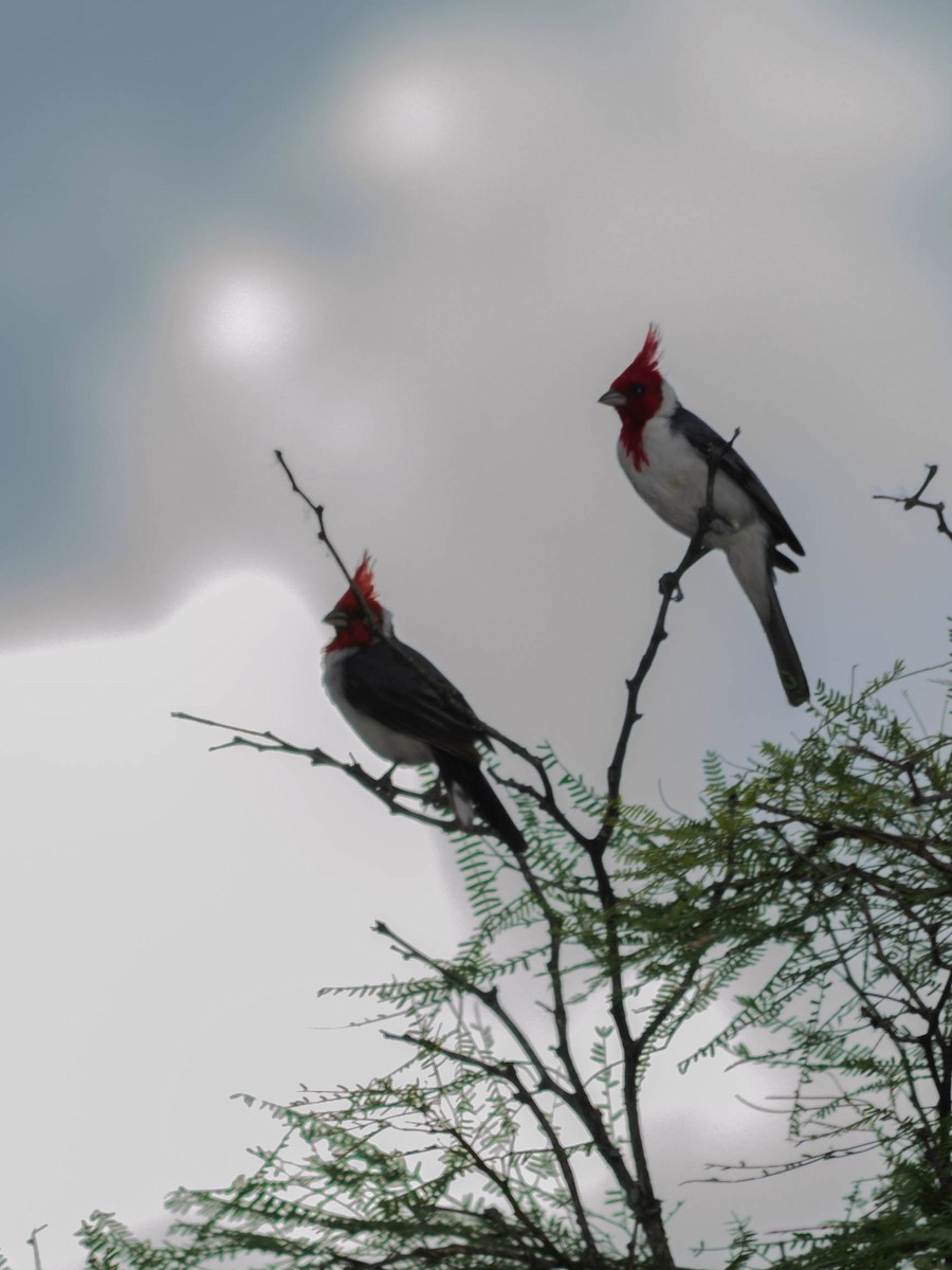 Red-crested Cardinal - ML74524531