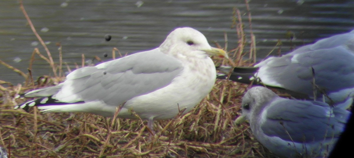 Iceland Gull (Thayer's) - T A