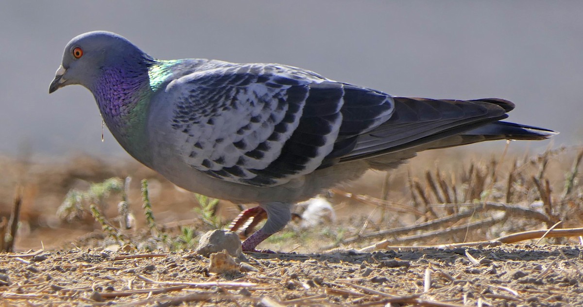 Rock Pigeon (Feral Pigeon) - lynda fenneman