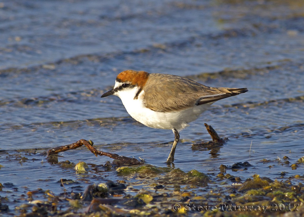 Red-capped Plover - ML74528241