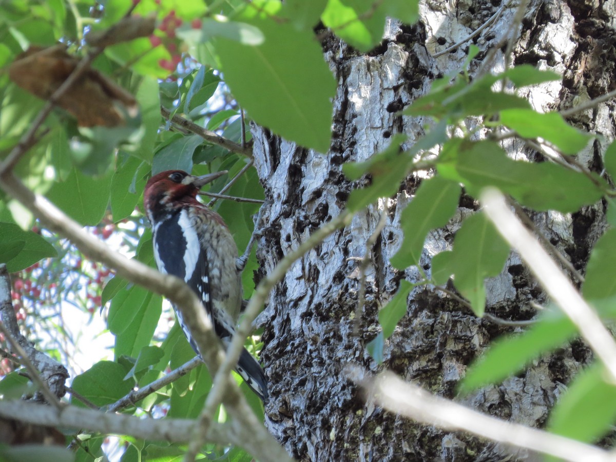 Red-breasted Sapsucker - ML74529711