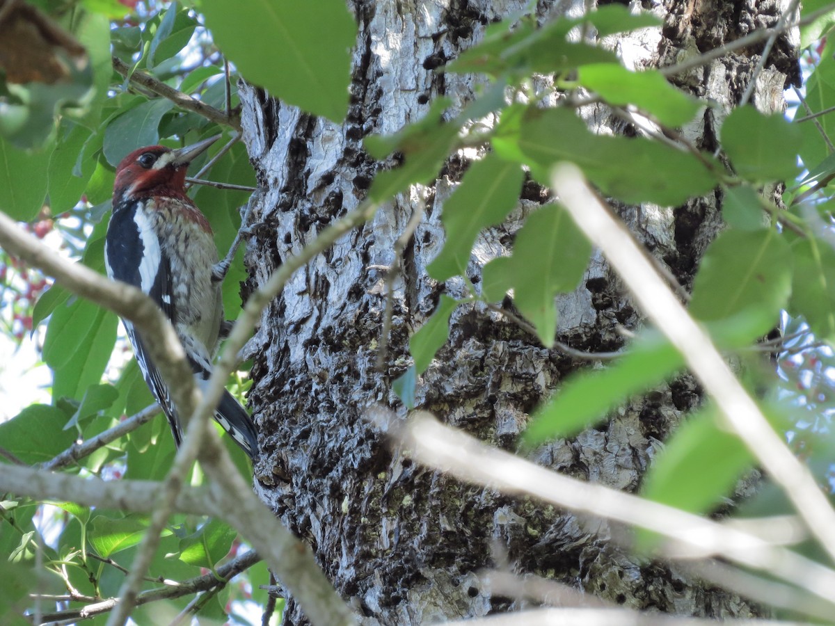 Red-breasted Sapsucker - ML74529721