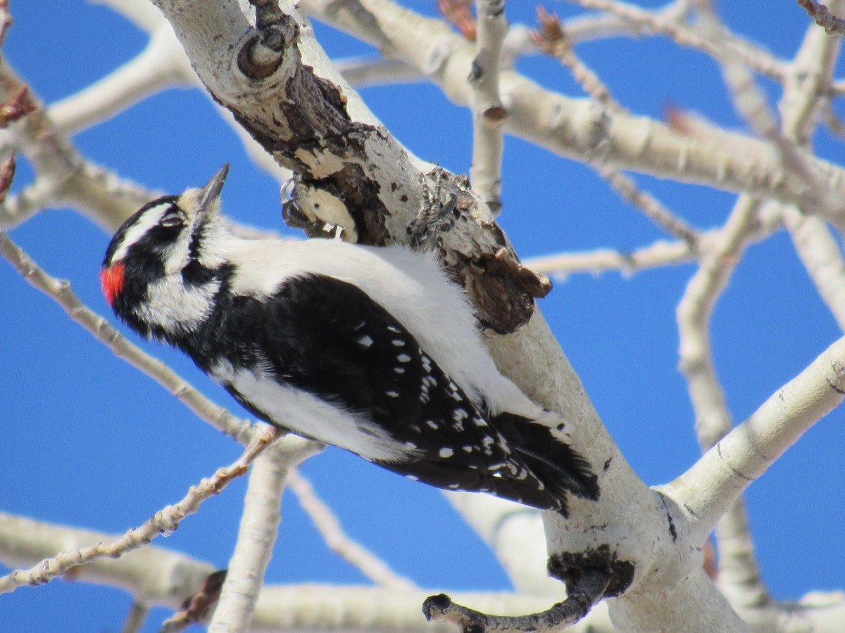 Downy Woodpecker - Laurel Armstrong