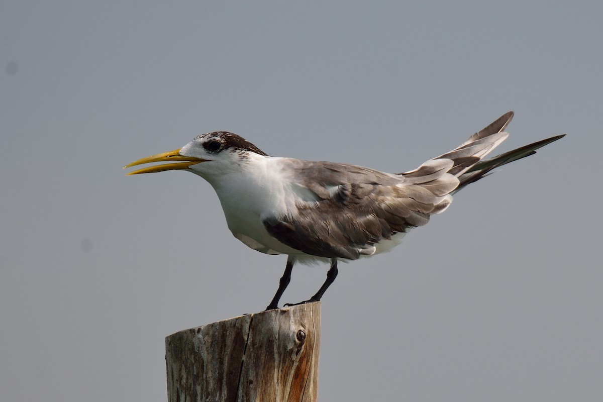 Great Crested Tern - ML74532011