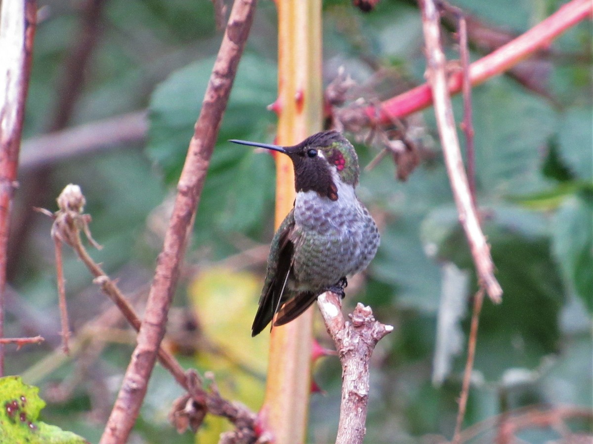 Anna's Hummingbird - ML74535131