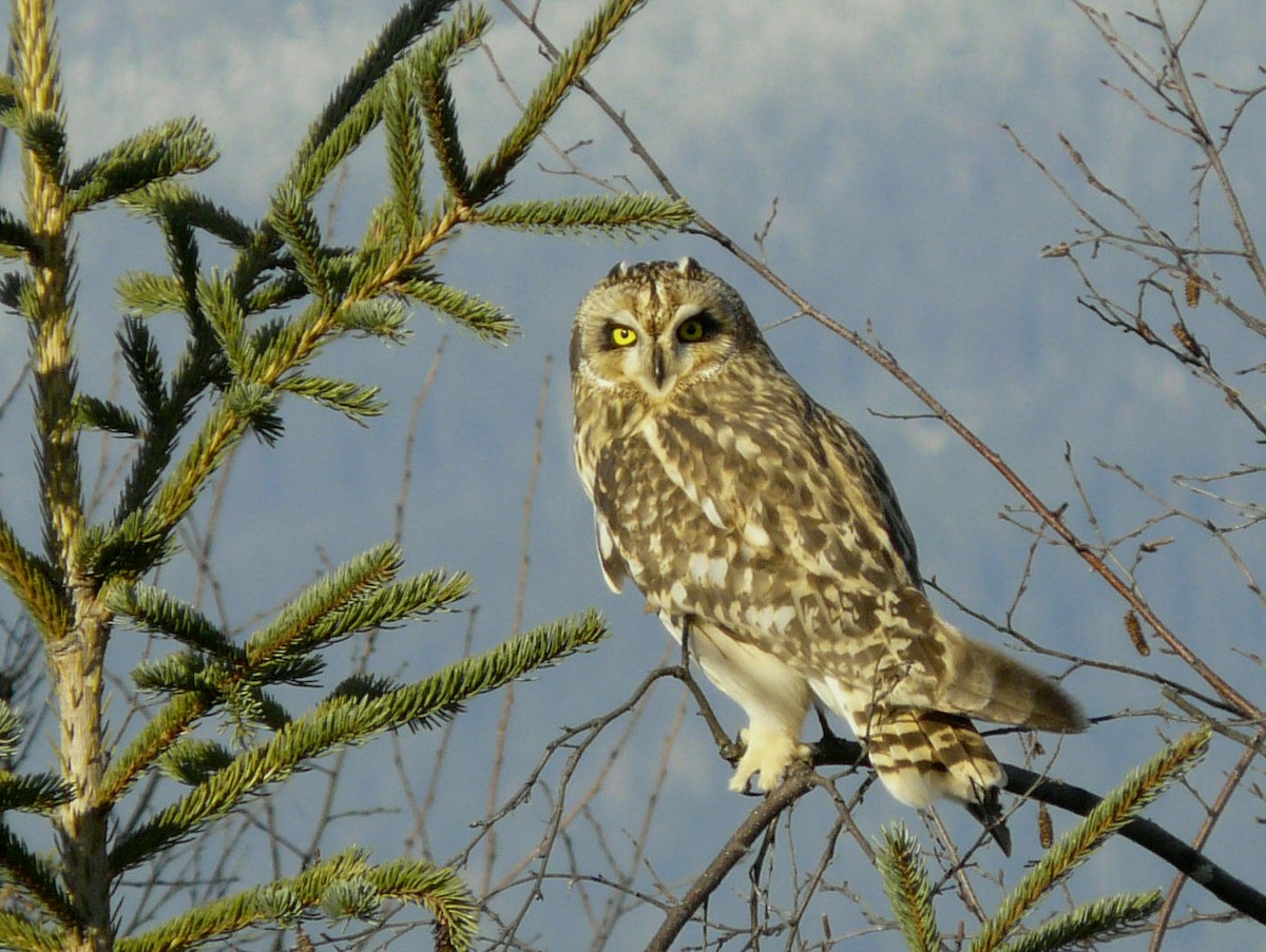 Short-eared Owl - ML74536211