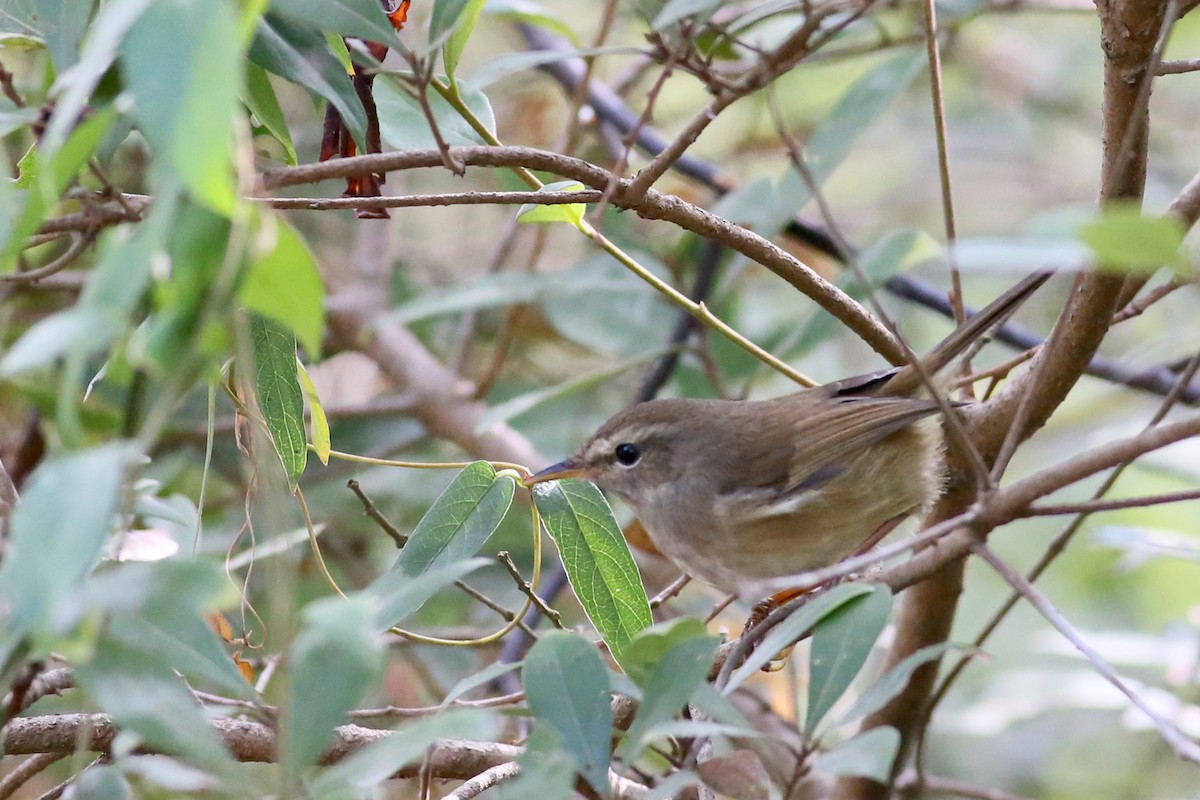 Brownish-flanked Bush Warbler - Ting-Wei (廷維) HUNG (洪)